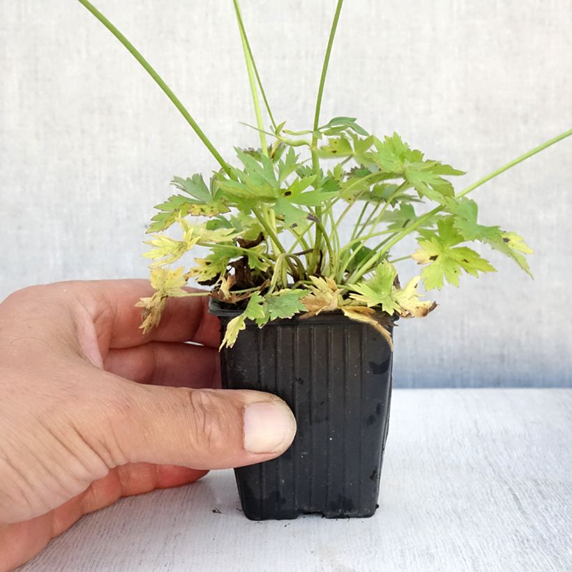 Amostra de Ranunculus acris - Botão-de-ouro Vaso de 7/8 cm tal como entregue no verão