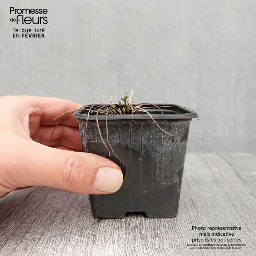 Amostra de Ranunculus acris - Bouton d'or Godet de 7/8 cm tal como entregue no inverno