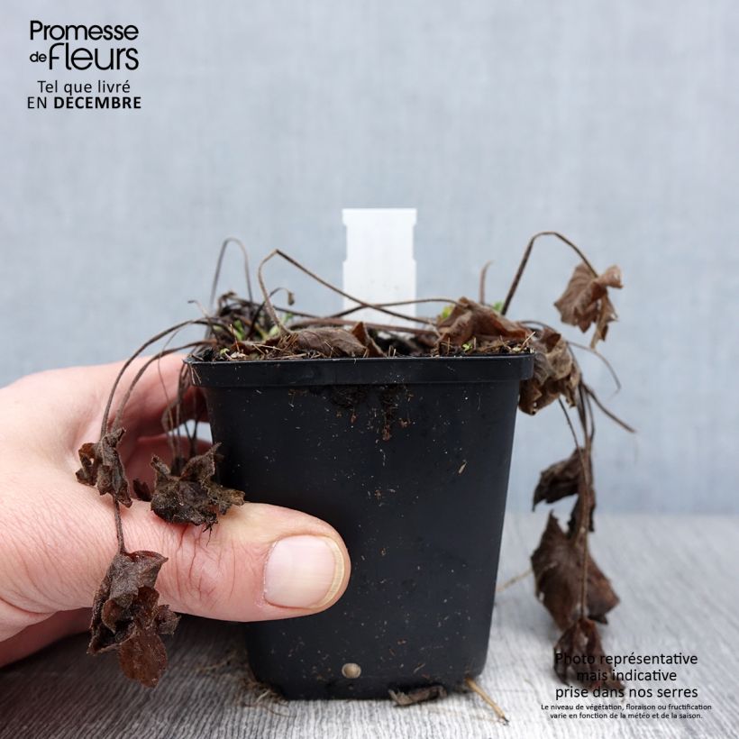 Amostra de Ranunculus acris Multiplex Vaso de 8/9 cm tal como entregue no outono