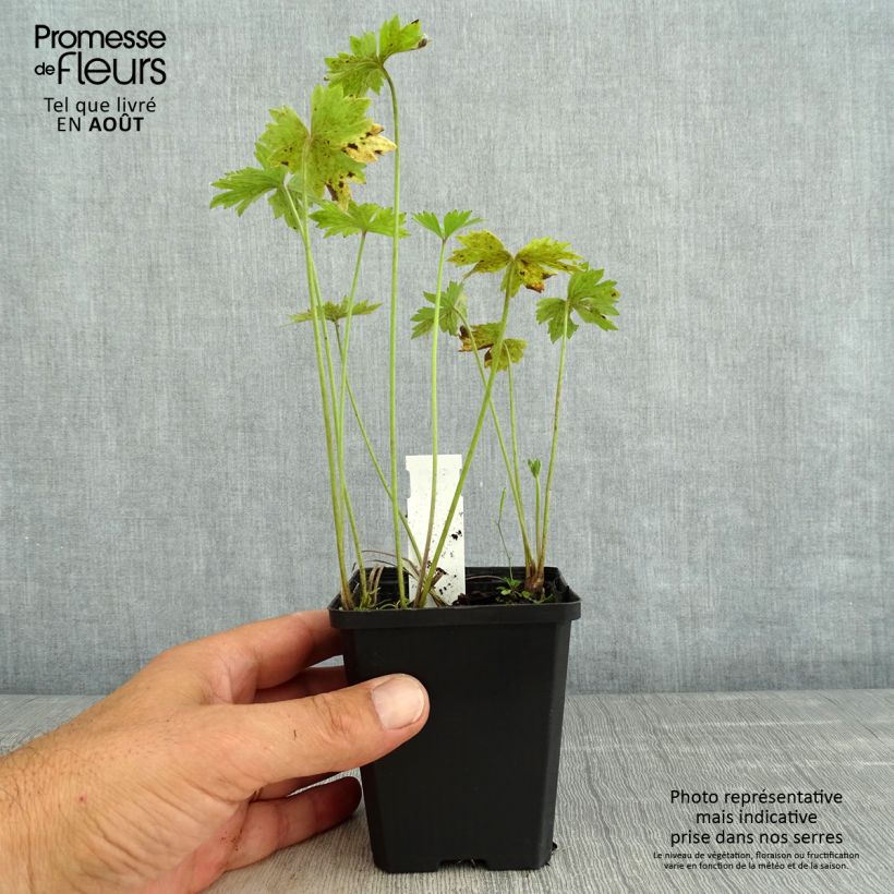 Amostra de Ranunculus acris Multiplex Vaso de 8/9 cm tal como entregue no verão