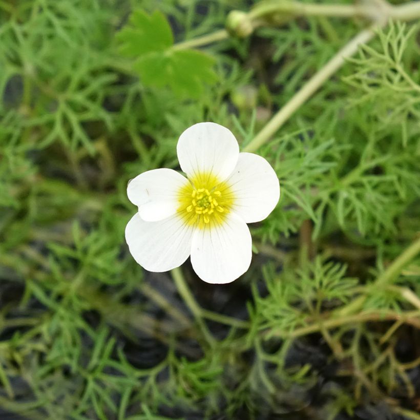 Ranunculus aquatilis - Ranúnculo-de-água (Floração)