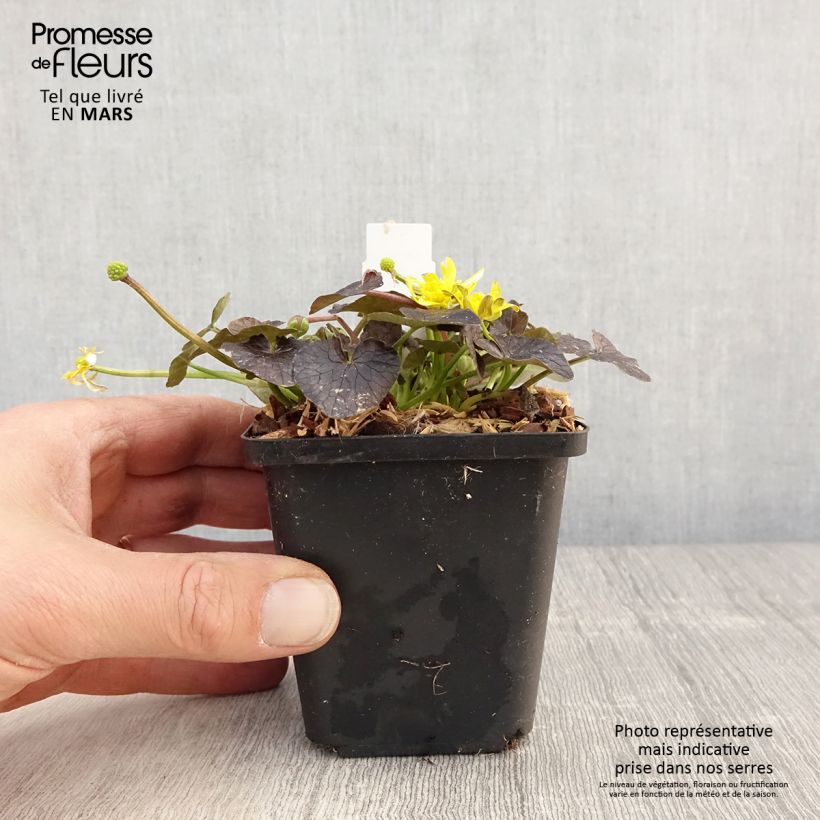Amostra de Ranunculus ficaria Brazen Hussy Vaso de 8/9 cm tal como entregue na primavera