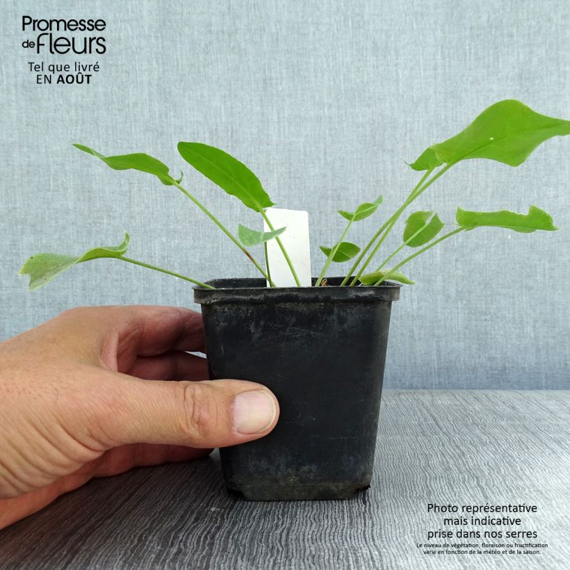 Amostra de Celidónia-menor Collarette - Ranunculus ficaria Vaso de 8/9 cm tal como entregue no verão