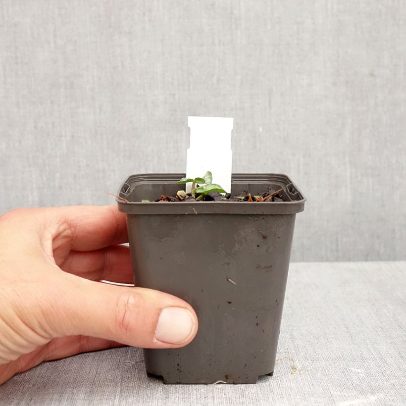 Amostra de Celidónia-menor Flore Pleno - Ranunculus ficaria Vaso de 8/9 cm tal como entregue no outono