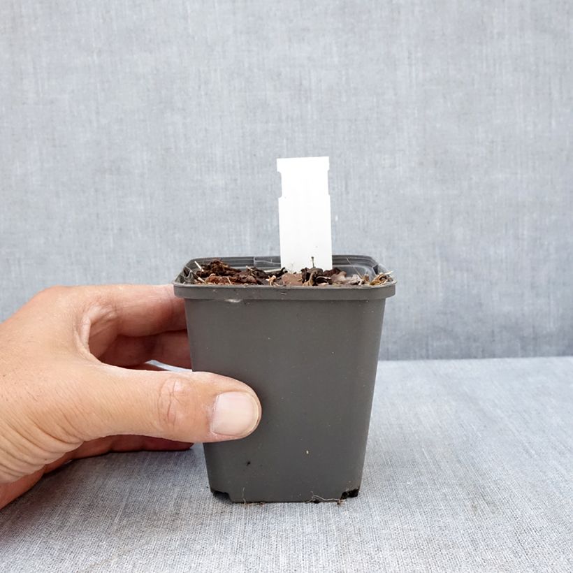 Amostra de Celidónia-menor Flore Pleno - Ranunculus ficaria Vaso de 8/9 cm tal como entregue no verão