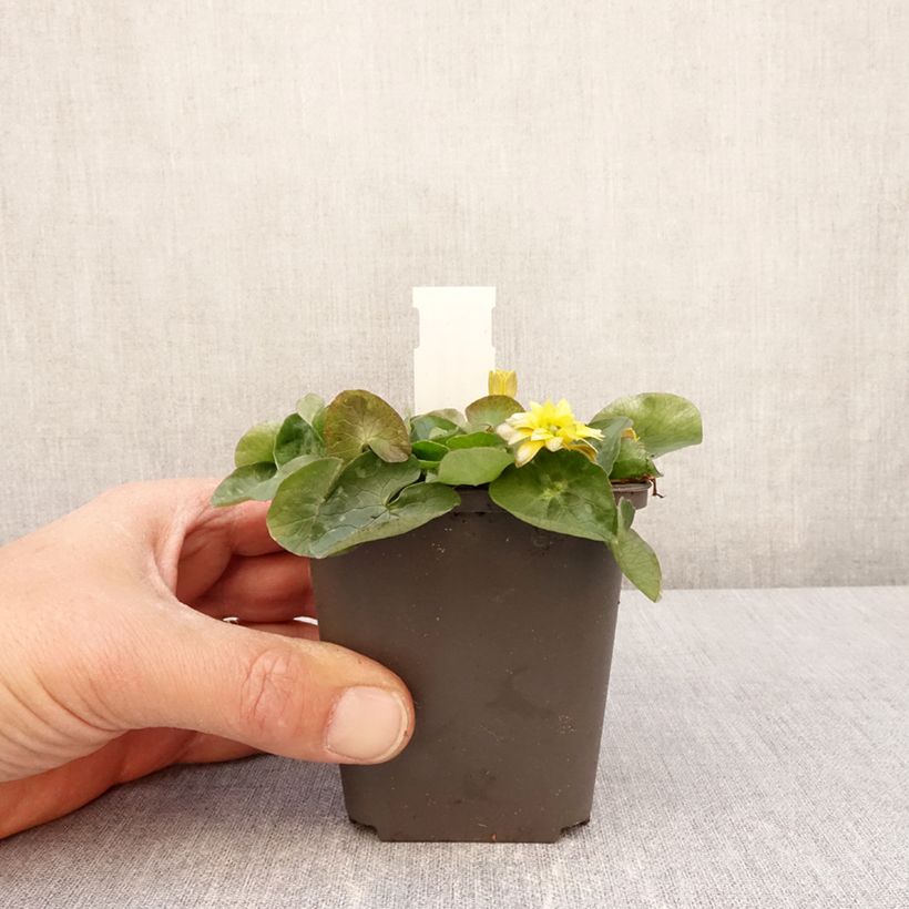 Amostra de Celidónia-menor Flore Pleno - Ranunculus ficaria Vaso de 8/9 cm tal como entregue na primavera