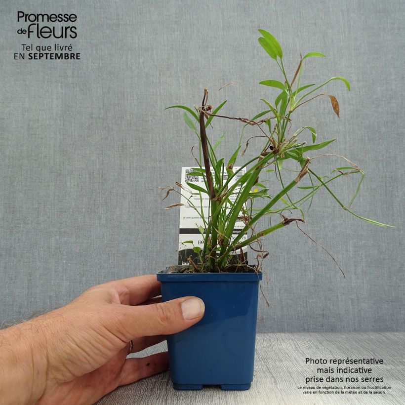 Amostra de Ranunculus flammula - Ranúnculo-flâmula Vaso de 8/9 cm tal como entregue no outono