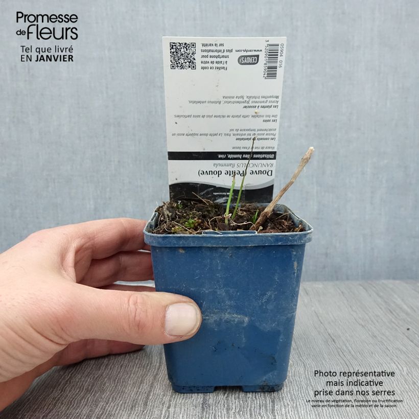 Amostra de Ranunculus flammula - Renoncule flammette Godet de 8/9 cm tal como entregue no inverno