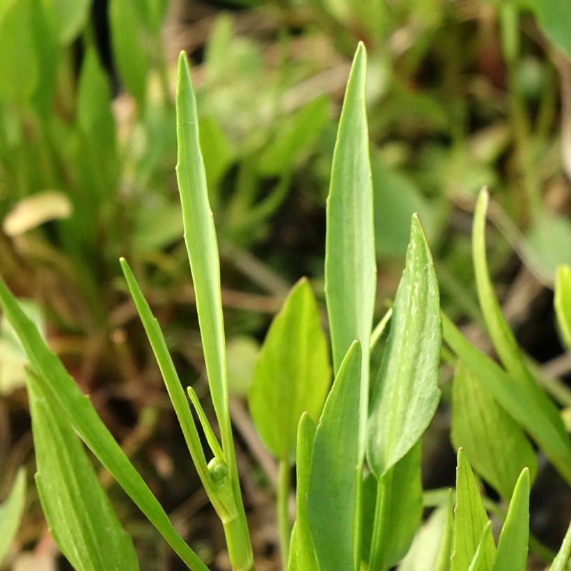 Ranunculus flammula - Ranúnculo-flâmula (Folhagem)