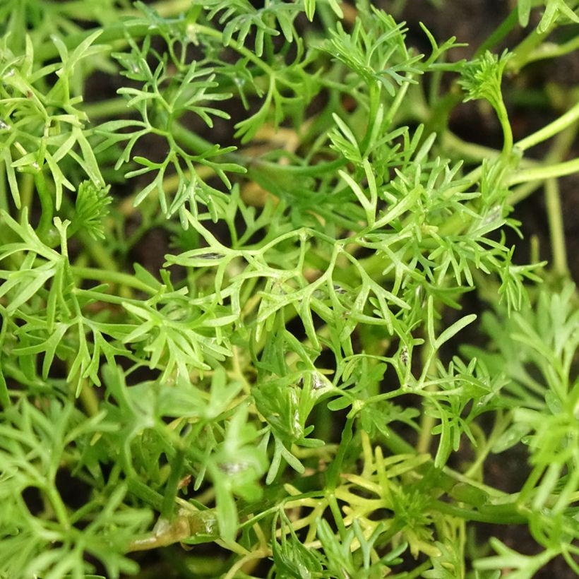 Ranunculus aquatilis - Ranúnculo-de-água (Folhagem)