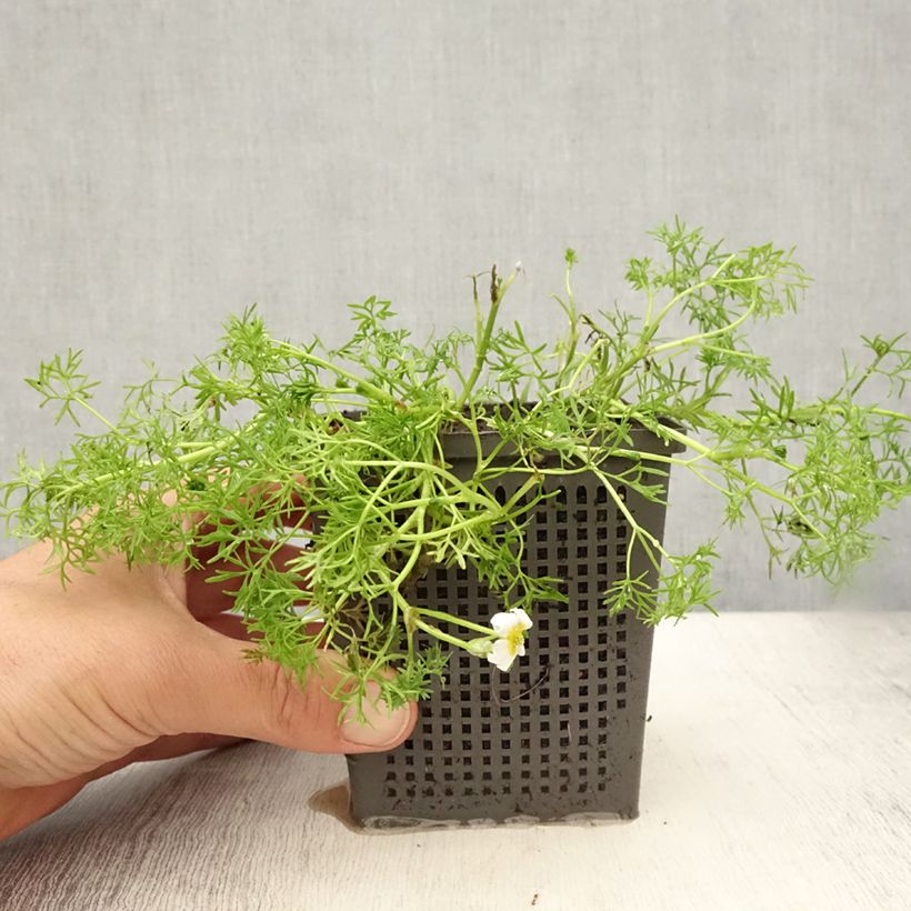 Amostra de Ranunculus aquatilis - Ranúnculo-de-água Vaso de 1 L/1,5 L tal como entregue no verão