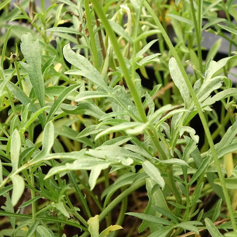 Ratibida columnifera Pulcherrima (Folhagem)