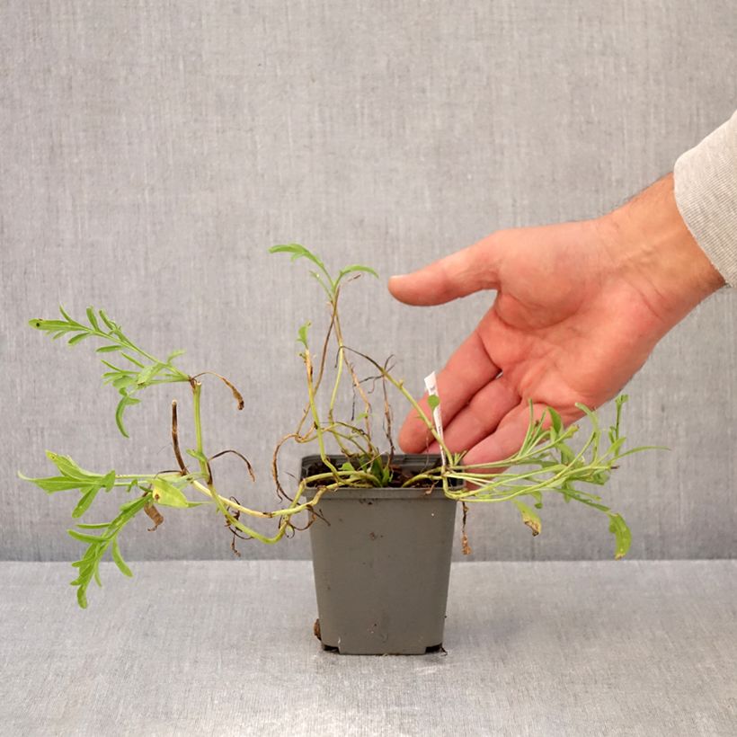 Amostra de Ratibida columnifera Red Midget Vaso de 8/9 cm tal como entregue no outono