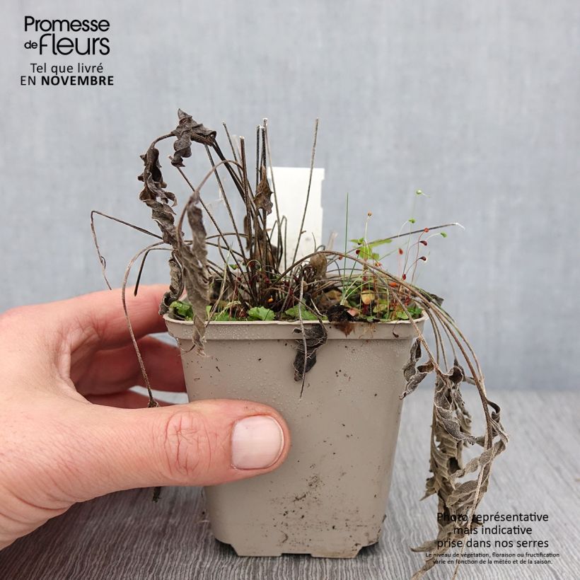 Amostra de Ratibida pinnata Vaso de 8/9 cm tal como entregue no outono