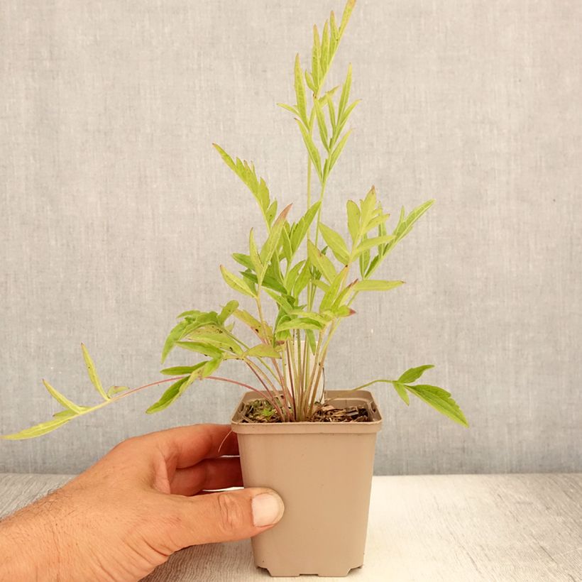 Amostra de Ratibida pinnata Vaso de 8/9 cm tal como entregue no verão