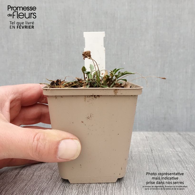 Amostra de Ratibida pinnata - Vivace Godet de 8/9 cm tal como entregue no inverno