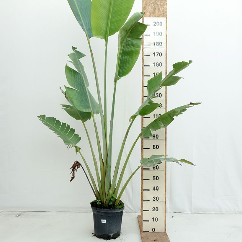 Amostra de Ravenala madagascariensis Vaso de 12 L/15 L tal como entregue no outono