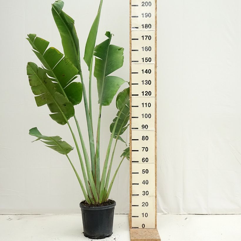 Amostra de Ravenala madagascariensis Vaso de 12 L/15 L tal como entregue no verão