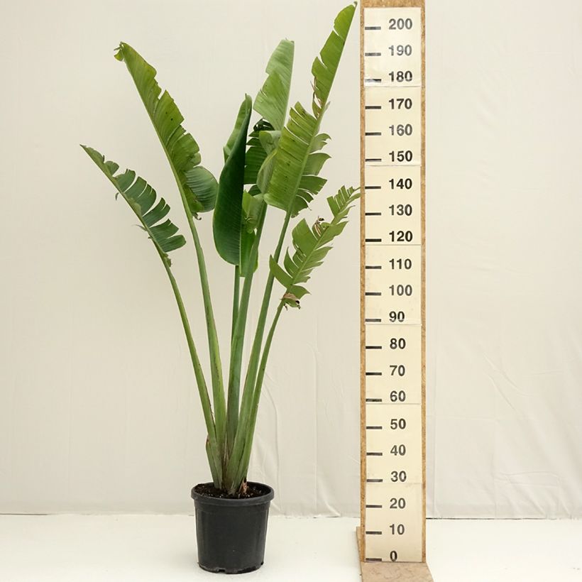Amostra de Ravenala madagascariensis - Arbre du voyageur Vaso de 12 L/15 L tal como entregue na primavera