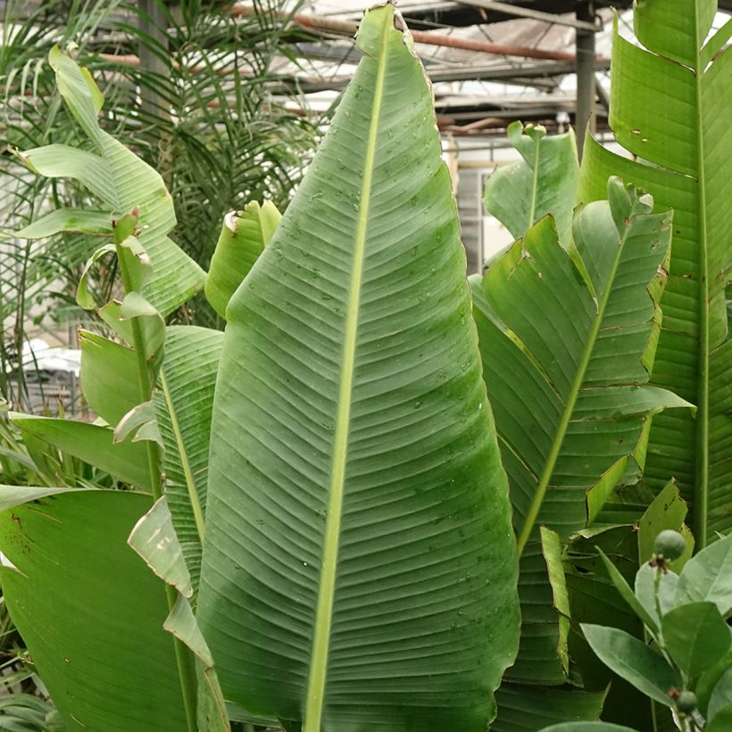 Ravenala madagascariensis (Folhagem)
