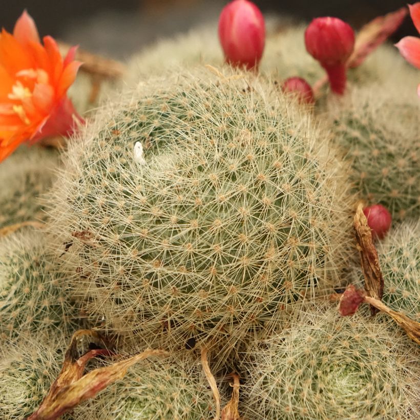 Rebutia sp (Folhagem)