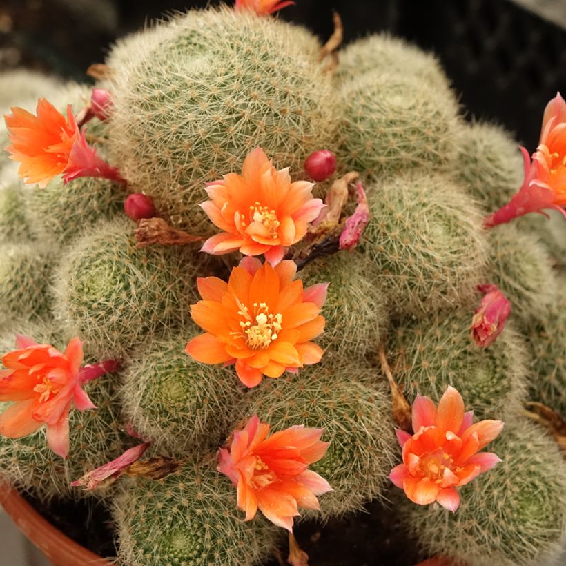 Rebutia sp (Floração)