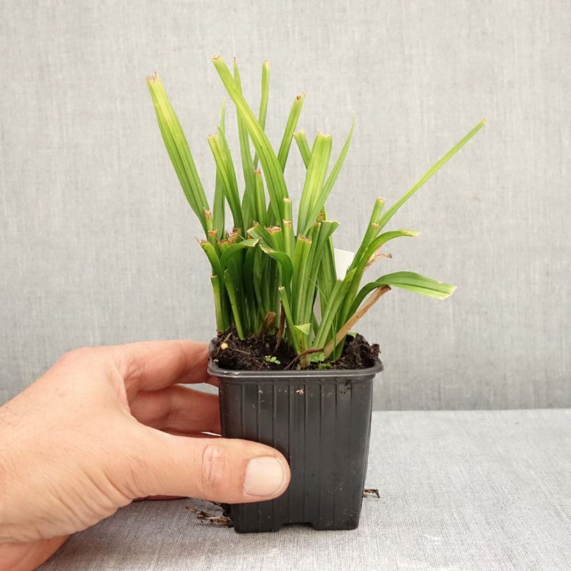 Amostra de Reineckea carnea Vaso de 8/9 cm tal como entregue no outono