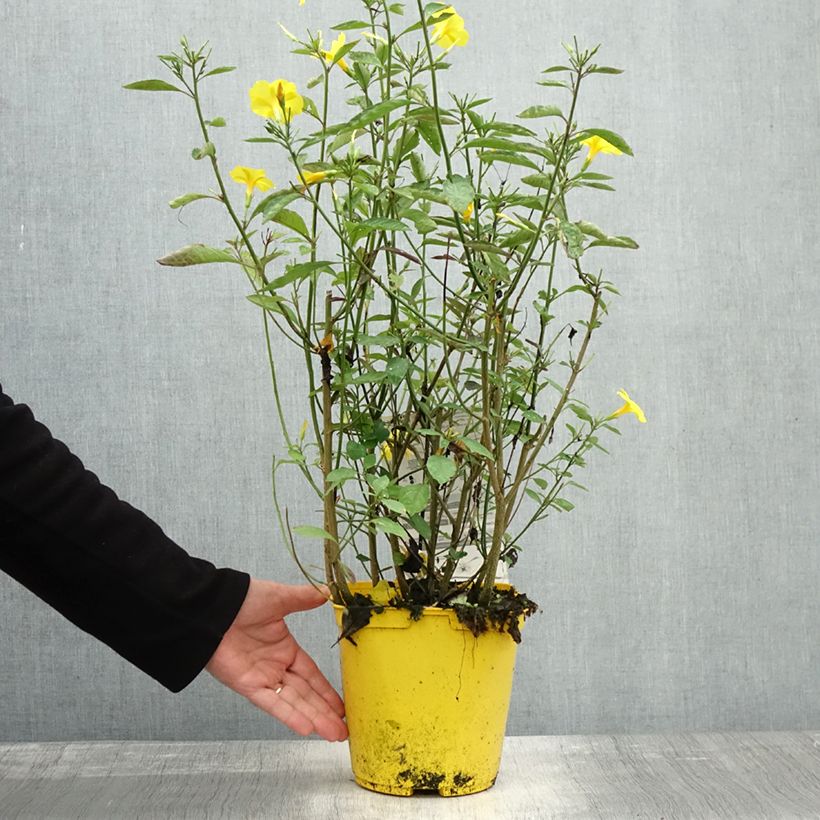 Amostra de Reinwardtia indica Vaso de 4 L/5 L tal como entregue no outono