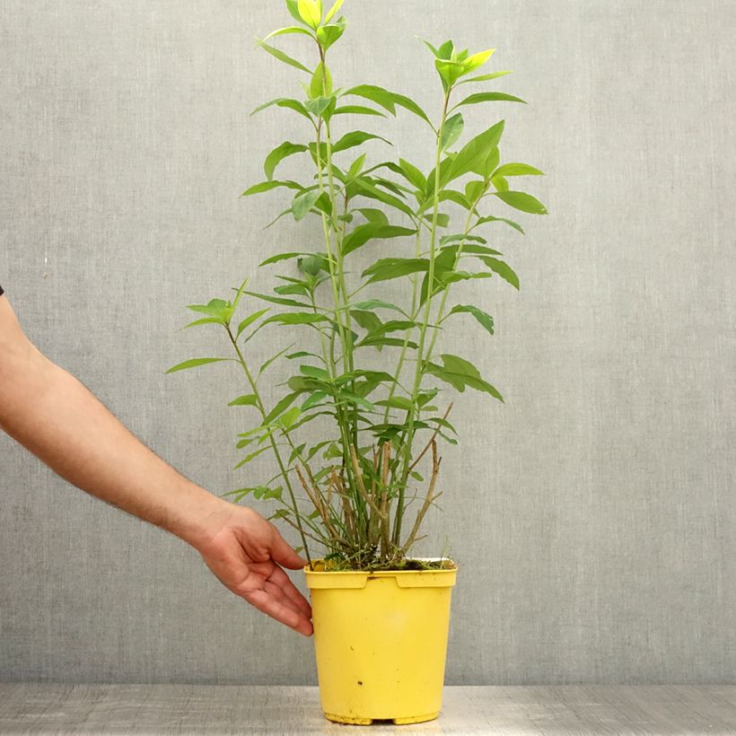 Amostra de Reinwardtia indica Vaso de 4 L/5 L tal como entregue no verão