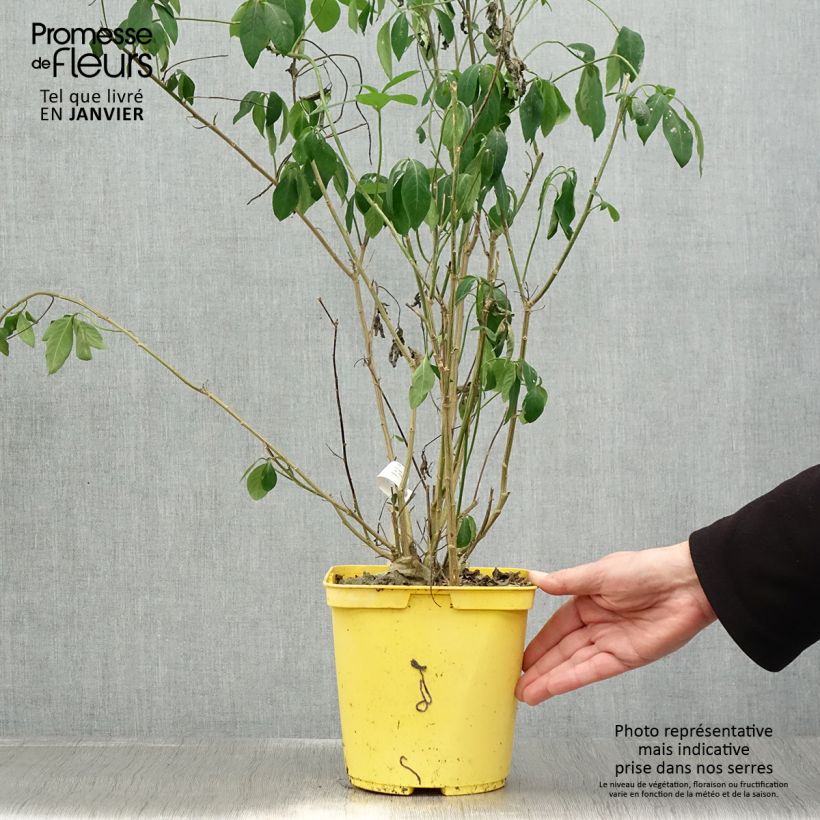 Amostra de Reinwardtia indica Vaso de 4 L/5 L tal como entregue no inverno