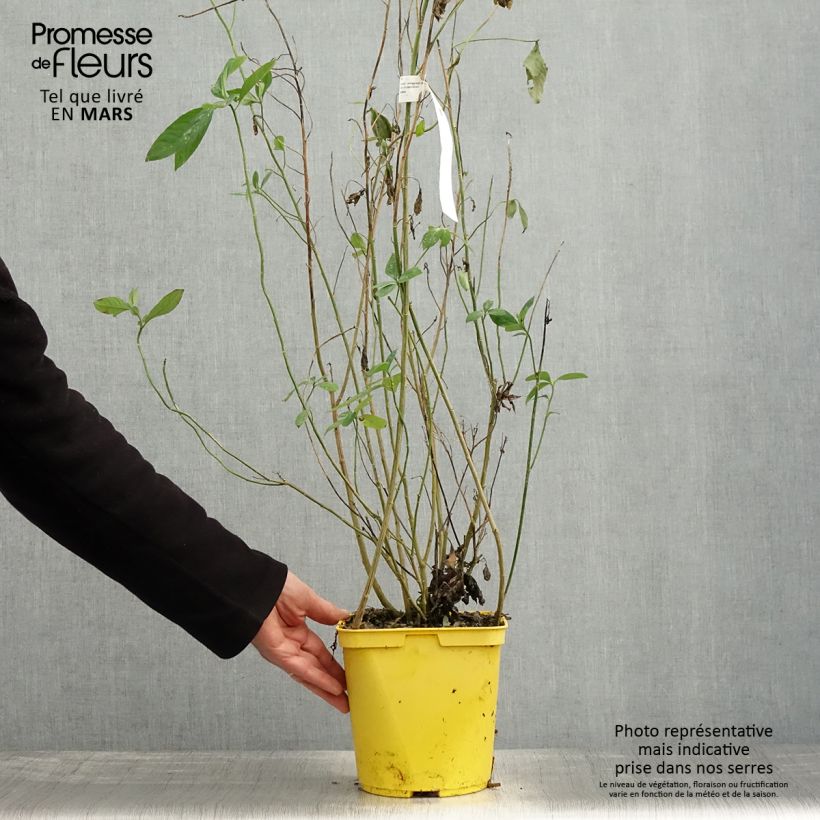 Amostra de Reinwardtia indica Vaso de 4 L/5 L tal como entregue na primavera