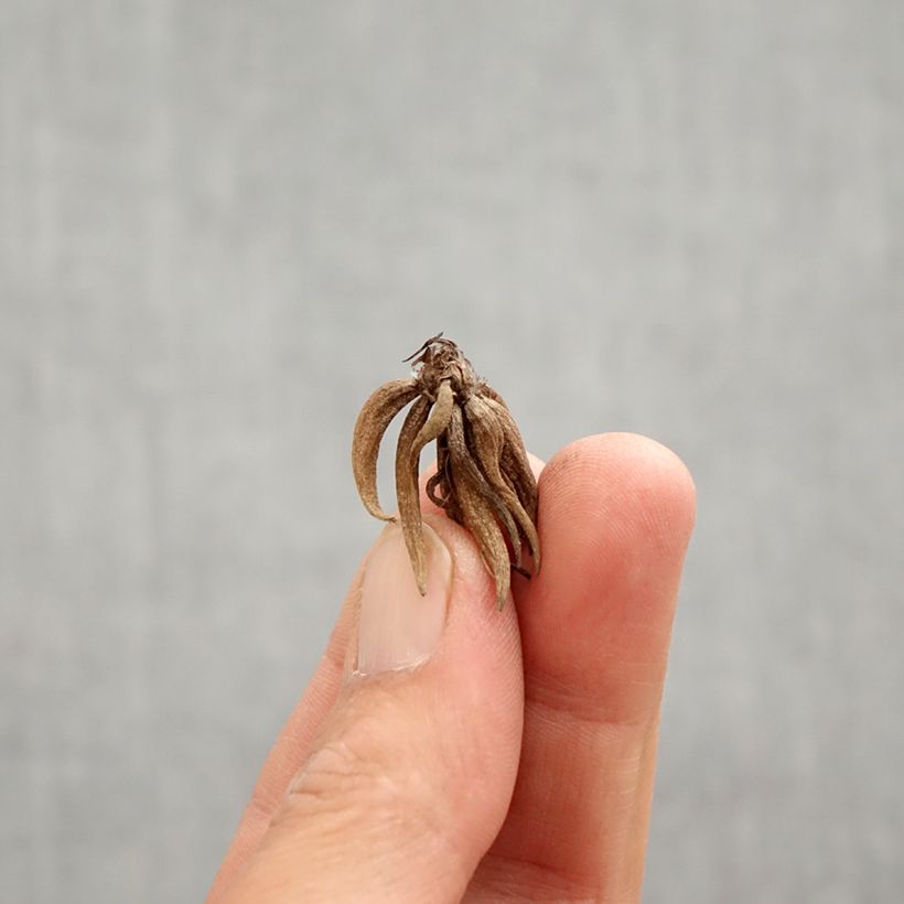 Amostra de Renoncule asiatique double blanc bord rose Bulbe Kaliber/Größe 6+ tal como entregue na primavera