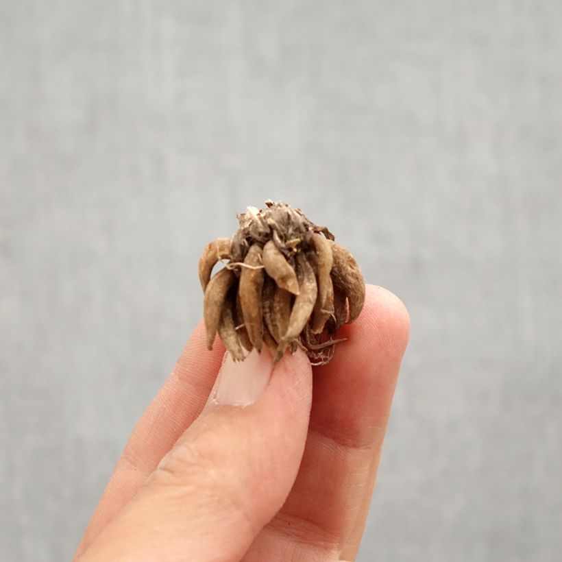 Amostra de Ranúnculo Branco Bulbo Calibre 8+ tal como entregue na primavera