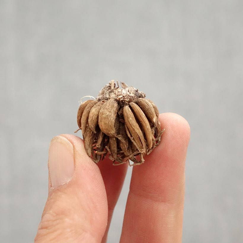 Amostra de Ranúnculo Laranja Bulbo Calibre 8+ tal como entregue na primavera