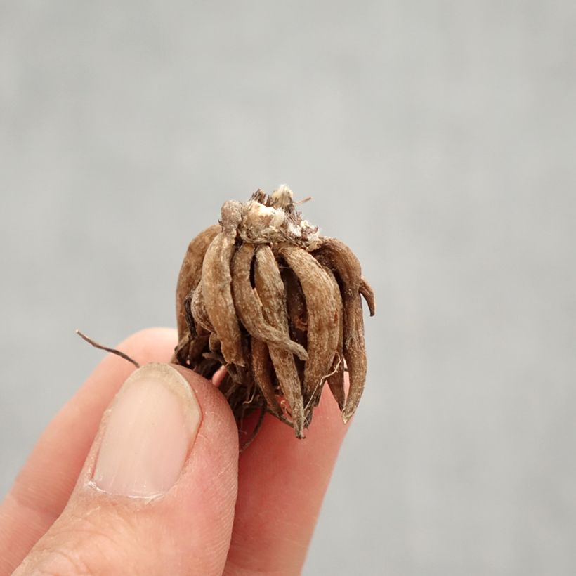 Amostra de Ranúnculo Rosa Bulbo Calibre 8+ tal como entregue na primavera