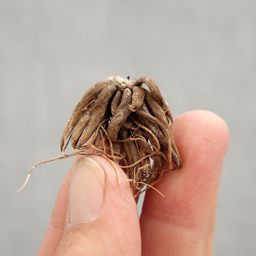 Amostra de Renoncule asiatique double rouge Bulbe Kaliber/Größe 8+ tal como entregue na primavera