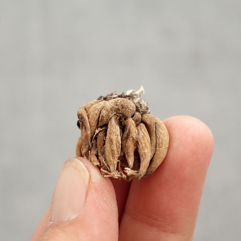 Amostra de Renoncule asiatique en mélange  Bulbe calibre 8+ tal como entregue na primavera