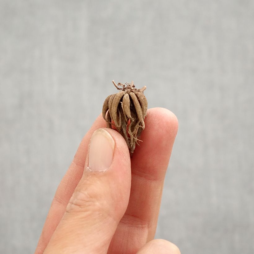 Amostra de Ranunculus × asiaticus Picotée Café au lait Bulbo Calibre 6+ tal como entregue na primavera