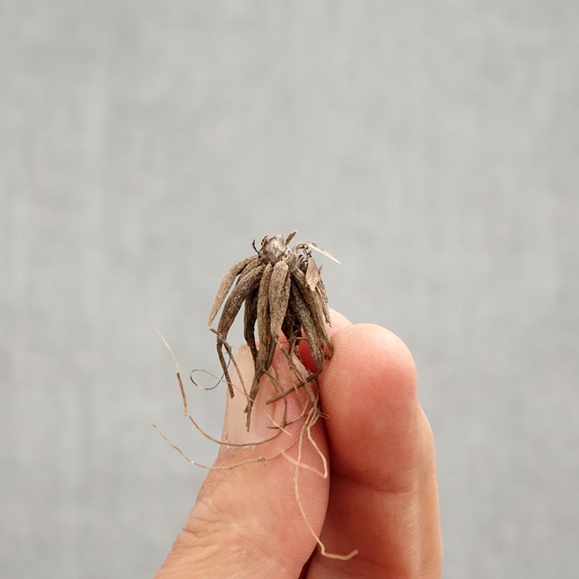 Amostra de Renoncule repens Multiplex Bulbe tal como entregue na primavera