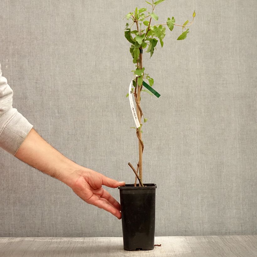 Amostra de Fallopia aubertii Vaso de 1,5 L/2 L tal como entregue no outono