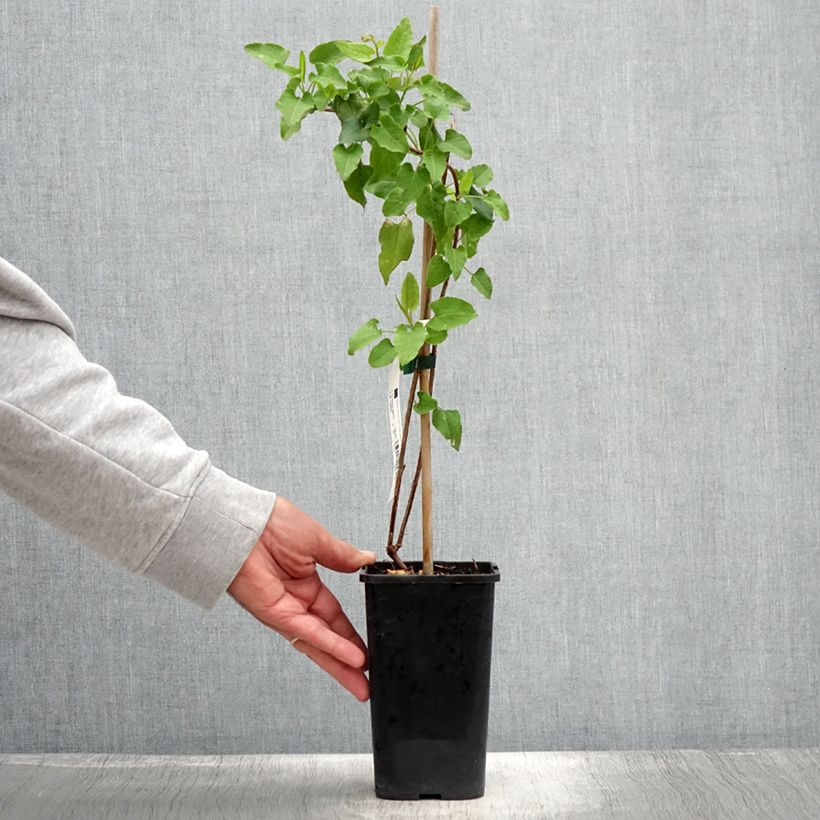 Amostra de Fallopia aubertii Vaso de 1,5 L/2 L tal como entregue no verão
