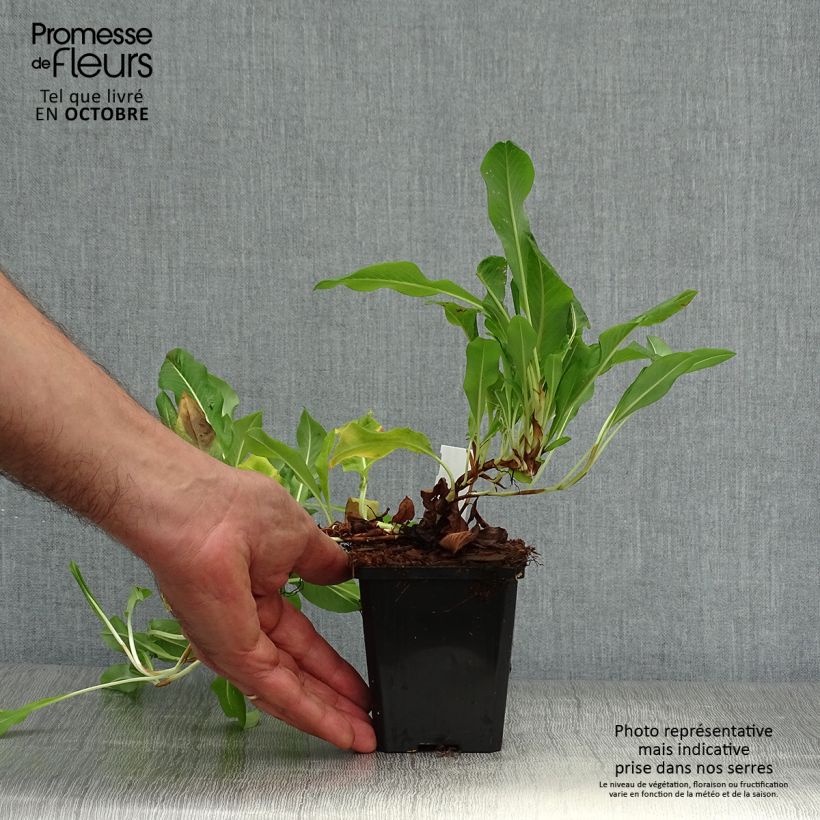 Amostra de Persicaria affinis Darjeeling Red Vaso de 8/9 cm tal como entregue no outono