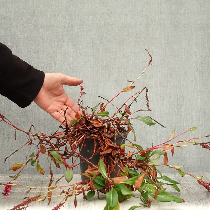 Amostra de Persicaria affinis Darjeeling Red Vaso de 2 L/3 L tal como entregue no outono