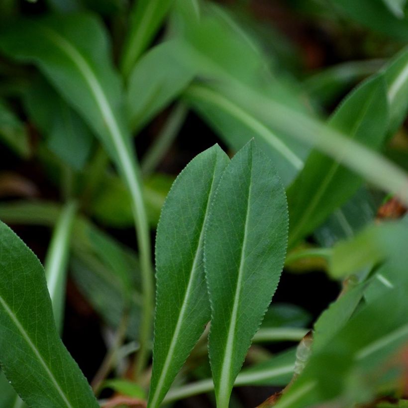 Persicaria affinis Donald Lowndes (Folhagem)