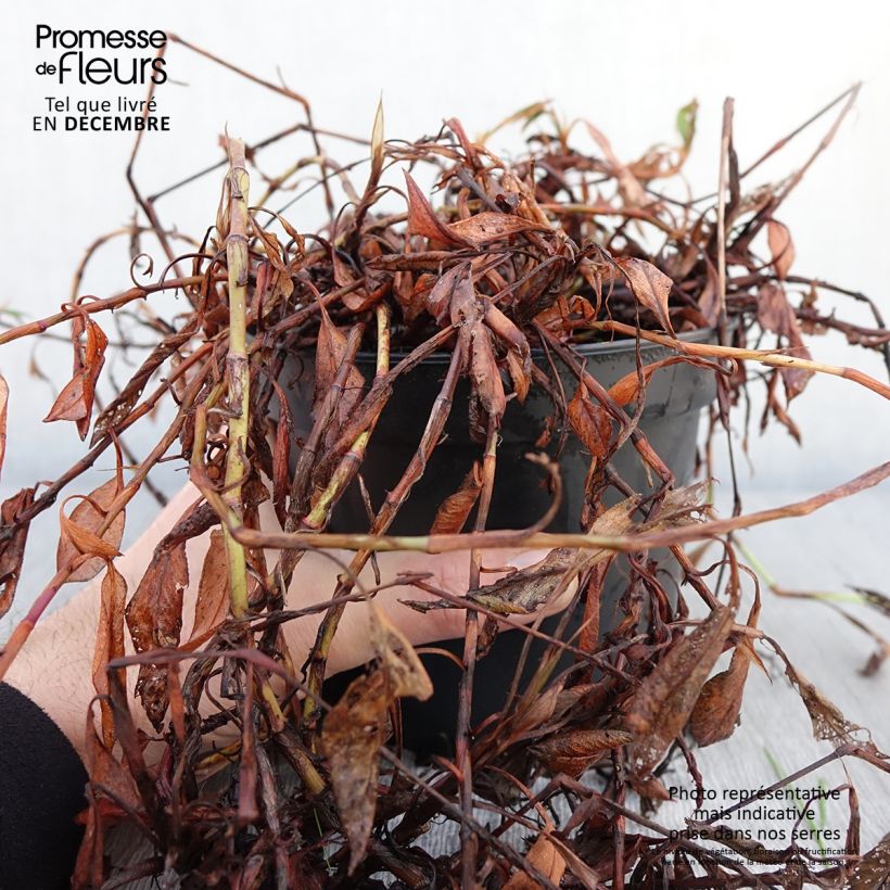 Amostra de Renouée - Persicaria affinis Donald Lowndes Pot de 2L/3L tal como entregue no outono