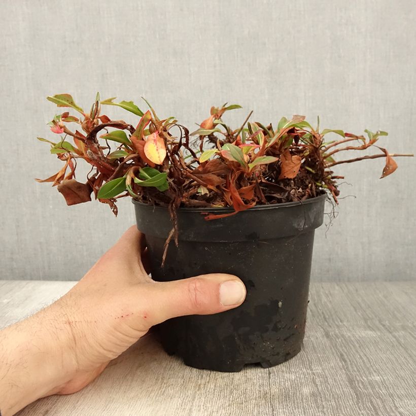 Amostra de Persicaria affinis Donald Lowndes Vaso de 2 L/3 L tal como entregue na primavera