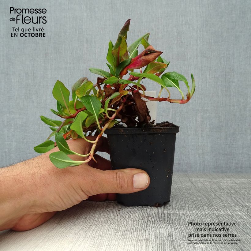 Amostra de Persicaria affinis Donald Lowndes Vaso de 8/9 cm tal como entregue no outono