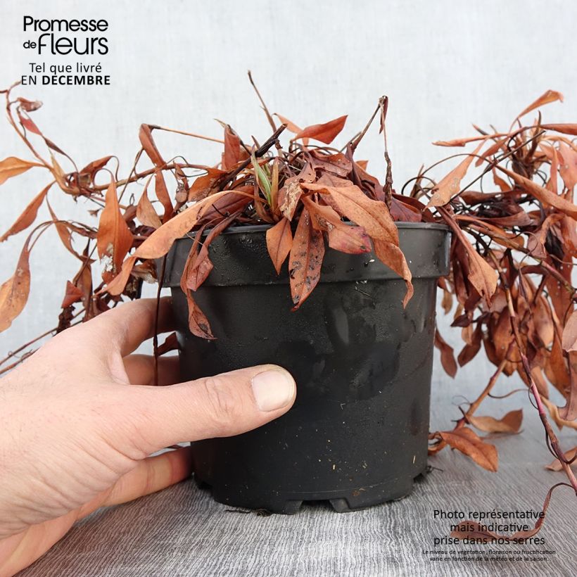 Amostra de Persicaria affinis Kabouter Vaso de 2 L/3 L tal como entregue no outono