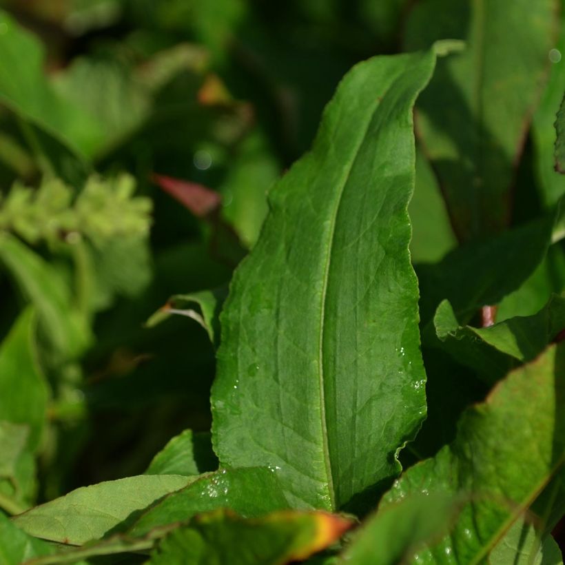 Persicaria amplexicaulis Pink Elephant (Folhagem)