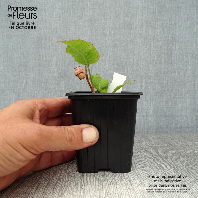 Amostra de Persicaria amplexicaulis Alba Vaso de 8/9 cm tal como entregue no outono